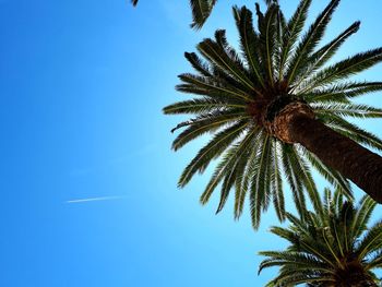 Low angle view of palm tree against clear blue sky