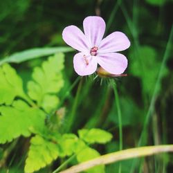 flowering plant