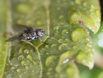 Close-up of insect on wet leaf