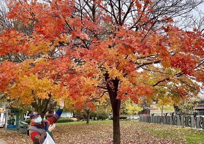 Trees by park during autumn