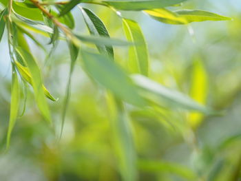 Close-up of fresh green plant