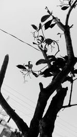 Low angle view of bird perching on tree against sky