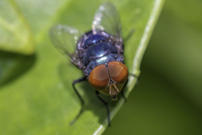 Close-up of insect on leaf