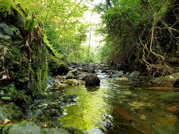 Stream flowing through rocks in forest