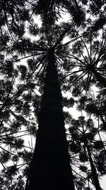 Low angle view of palm tree against sky