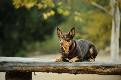 Close-up of dog on bench