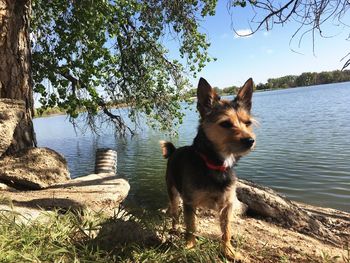 Dog in a lake