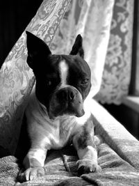 Portrait of dog relaxing at home