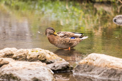 Duck swimming on lake