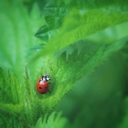 Close-up of ladybug on leaf