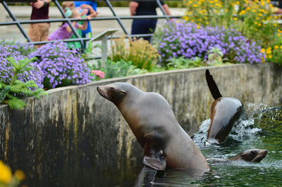 Seals are swimming and playing in their exhibition habitat.