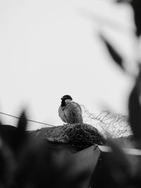 Low angle view of bird perching on railing