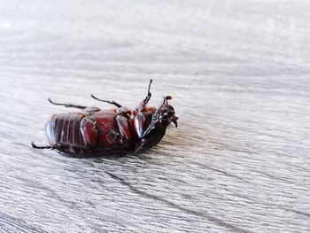 Close-up of insect on table