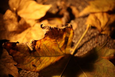 Close-up of dry autumn leaf