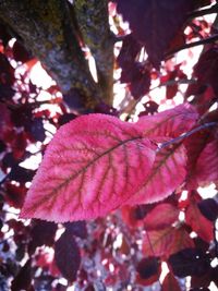 Close-up of maple leaves on tree