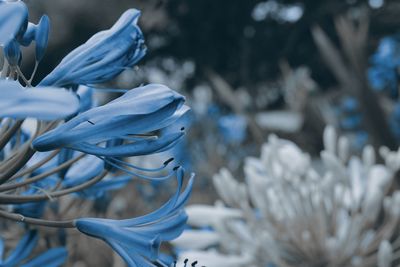 Close-up of blue flowering plant