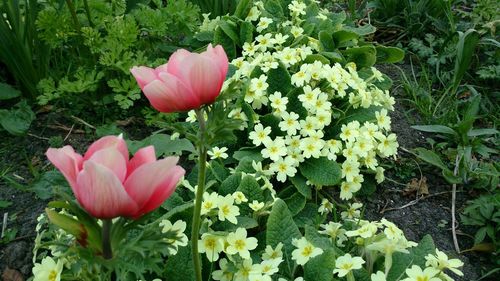 Close-up of pink flowers blooming outdoors