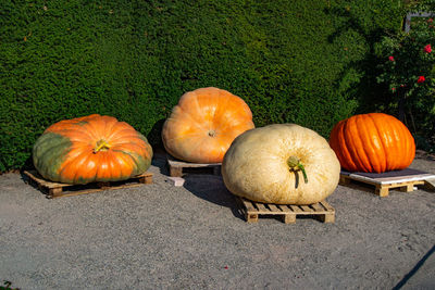 High angle view of pumpkins on farm