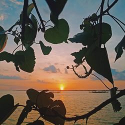 Silhouette plant by sea against sky during sunset