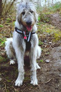 Portrait of dog sitting outdoors