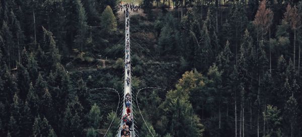 Panoramic shot of people standing on footbridge in forest