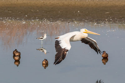 White pelican flying over lake