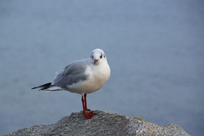 Close-up of seagull perching on rock