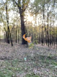 Dry leaf on a field