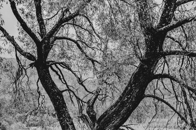 Low angle view of bare tree