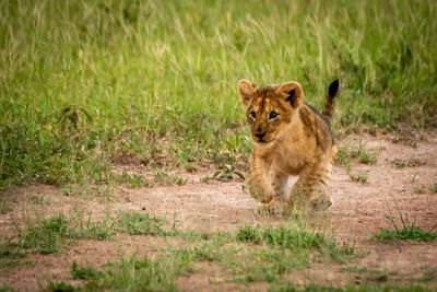Close-up of lion cub walking on field