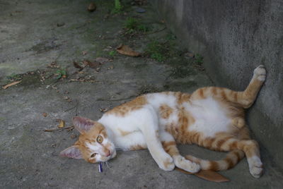 High angle view of ginger cat relaxing on footpath