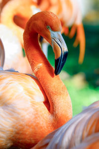 Flamingoes perching at forest