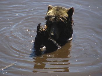 Bear in lake