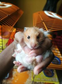 Cuteness of a syrian hamster