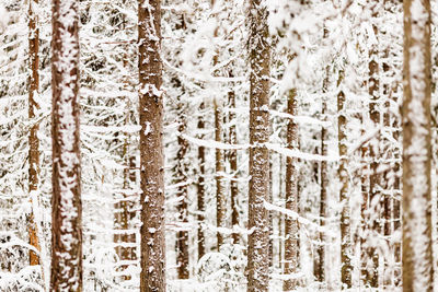 Full frame shot of snowflakes on tree trunk