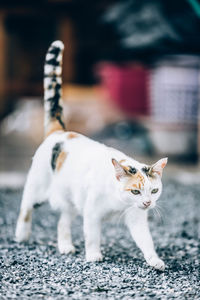 Portrait of white cat