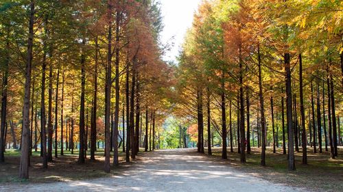 Trees in forest against sky
