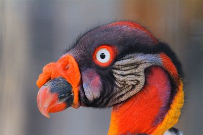 Close-up of king vulture