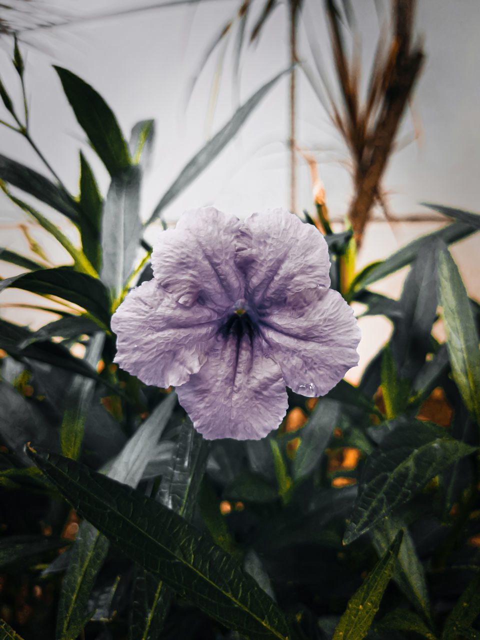 CLOSE-UP OF PURPLE FLOWER