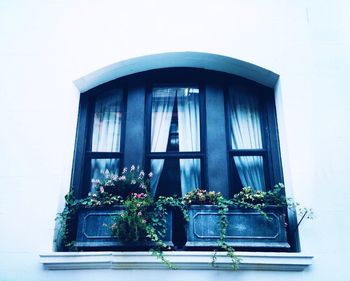 Low angle view of potted plants on window sill