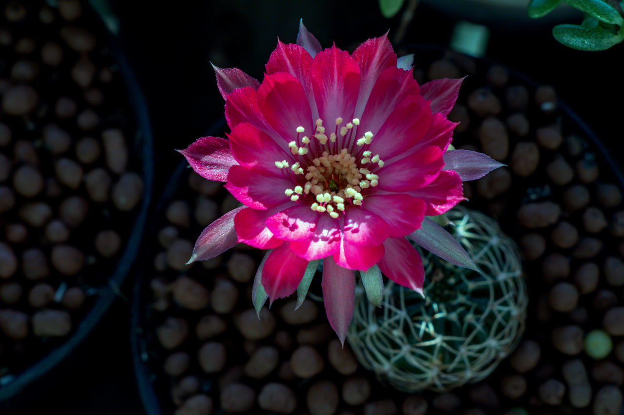 HIGH ANGLE VIEW OF PINK FLOWER IN POT