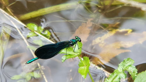 Close-up of bird perching on plant