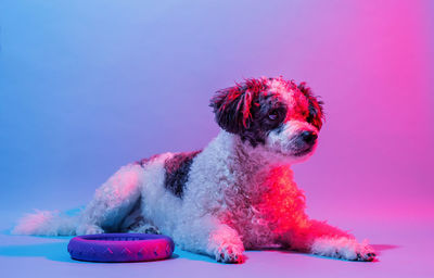 Pet portrait, neon lights. mixed breed cute dog portrait in the light of colored lamps