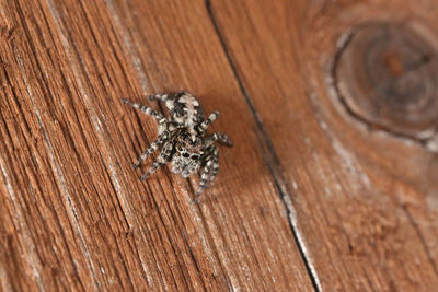 High angle view of spider on wood