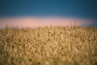 Spike of oats, wheat close-up of a field with a setting sunset pink sun