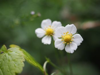 Close-up of white flowering plant