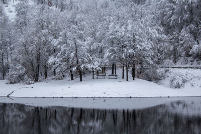 Snow covered trees in forest