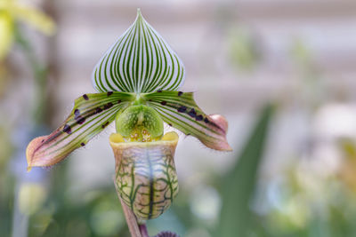 Close-up of flower bud