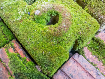 High angle view of moss growing on grass