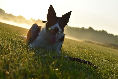 View of dog on field during sunset